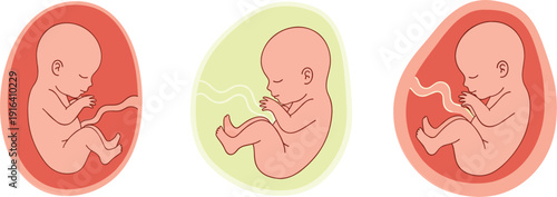 Fetus development stages in womb illustration prenatal pregnancy medical vector set