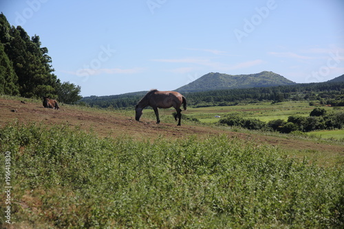 Obraz na plátně A rolling green hill meeting the clear summer sky.