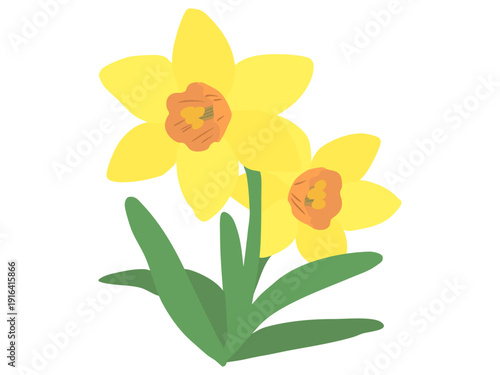 スイセン 黄色 オレンジラッパ 主線なし