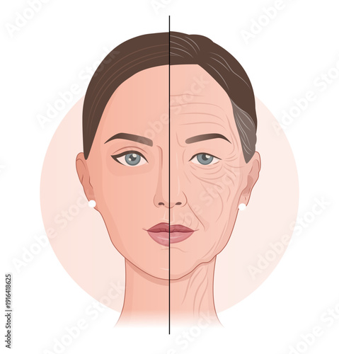 Aging Skin Concept – Half Young and Half Old Woman Face Comparison, Wrinkles and Anti Aging Skincare Illustration