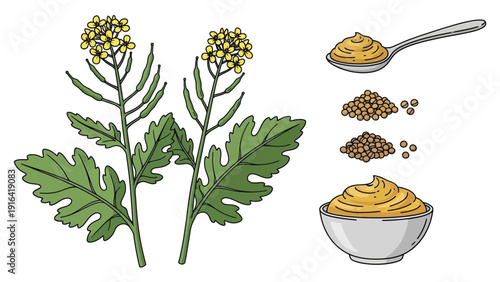 Illustration of mustard plants with yellow flowers on the left. On the right, a spoon and bowl of mustard, and mustard seeds above in two piles.