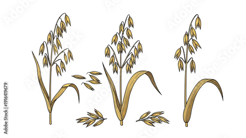 Illustration of three oat plants with golden stalks and drooping seed heads. Loose seeds are scattered around, conveying a natural, rustic feel.
