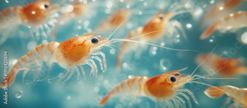 Panel kuchenny z motywem Young shrimp in clear water. Illustration on the theme of the world around us, nutrition, and seafood.