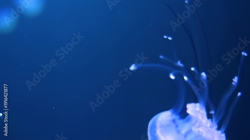 Mesmerizing Jellyfish Dance - A Deep Dive into Underwater Beauty.