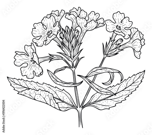 Detailed botanical line drawing of a vibrant flowering plant with multiple blooms and textured leaves perfect for educational resources nature themed graphic projects or mindful coloring