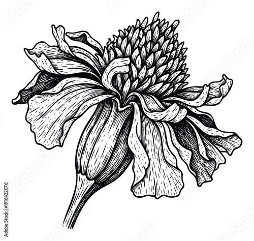 Striking black and white depiction of a tropical torch ginger bloom, suitable for elegant home decor, book covers, album artwork, and sophisticated brand identity.