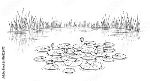 Hand drawn pond scene featuring water lilies and tall marsh reeds with reflections in the water, perfect for educational materials or naturethemed publications.