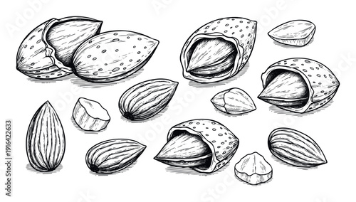 Collection of various almond forms including shelled, inshell, and cracked pieces, presented in a vintage handdrawn style, perfect for food packaging, recipe books, or healthy eating