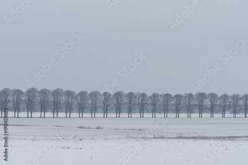 WHITE WINTER - A row of roadside trees among snow-covered fields
