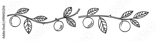 Minimalist line drawing of olive branches adorned with berries and leaves for botanical themed food packaging labels, organic product branding, or natural garden decor