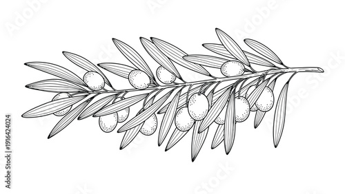 Illustration of an olive branch with detailed leaves and olives. The black and white drawing conveys a classic, natural feel, emphasizing elegance.