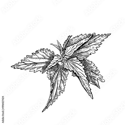 Nettle outline drawing for herbal medicine and botanical illustration project. Nettle leaves black white vector hand drawn. Single herb element for health care and cosmetic products design.