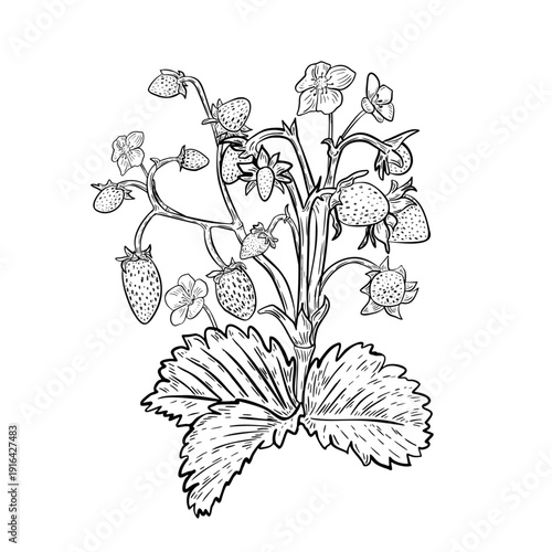 Strawberry bush with berries, flowers and leaves black white vector illustration. Line art fresh ripe red berries plant for recipe book or summer design. Botanical graphic sketch of wild strawberry.