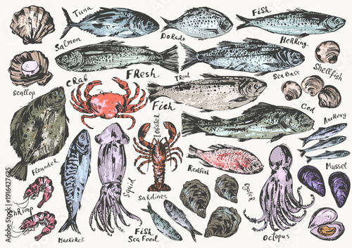 Hand drawn ink sketch of seafood, fish. Octopus squid lobster crab. Oyster prawn shrimp mussel salmon tuna dorado. Trout sardine anchovy flounder mackerel herring. For food background.