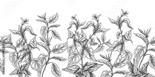 Hand drawn nettle outline vector seamless border isolated white. Botanical repeat background for herbal medicine, health care, natural cosmetic design. Monochrome wild herbs hand drawn graphic linear.