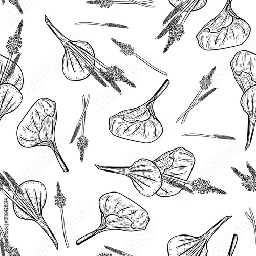 Plantain broadleaf medicinal plant black white vector seamless pattern. Botanical print of Plantago major leaf flower for herbal medicine. Repeat monochrome background for natural cosmetic and product