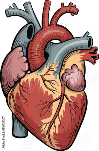 Anatomically accurate human heart vector illustration with detailed arteries and veins for medical education posters.