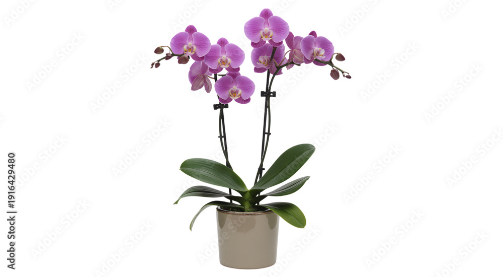 Naklejka premium Purple orchid with violet pink blossoms in a pot isolated on a white background with green leaves and natural floral beauty