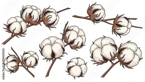 Illustration of several cotton bolls on brown stems with white fluffy fibers. The drawing is detailed and artistic, conveying a natural, rustic feel.