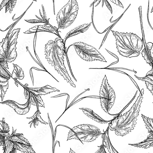Nettle outline vector herbs seamless pattern isolated. Wild plants botanical vintage repeat linear hand drawn illustration. Medicinal plant monochrome graphic print endless background for design.