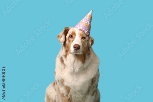 Cute Australian Shepherd do...