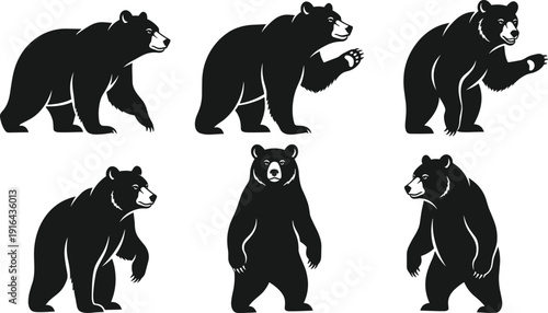Bear silhouette set showing different walking and standing poses, wild animal illustration isolated on white background, wildlife, nature, forest predator, strength concept