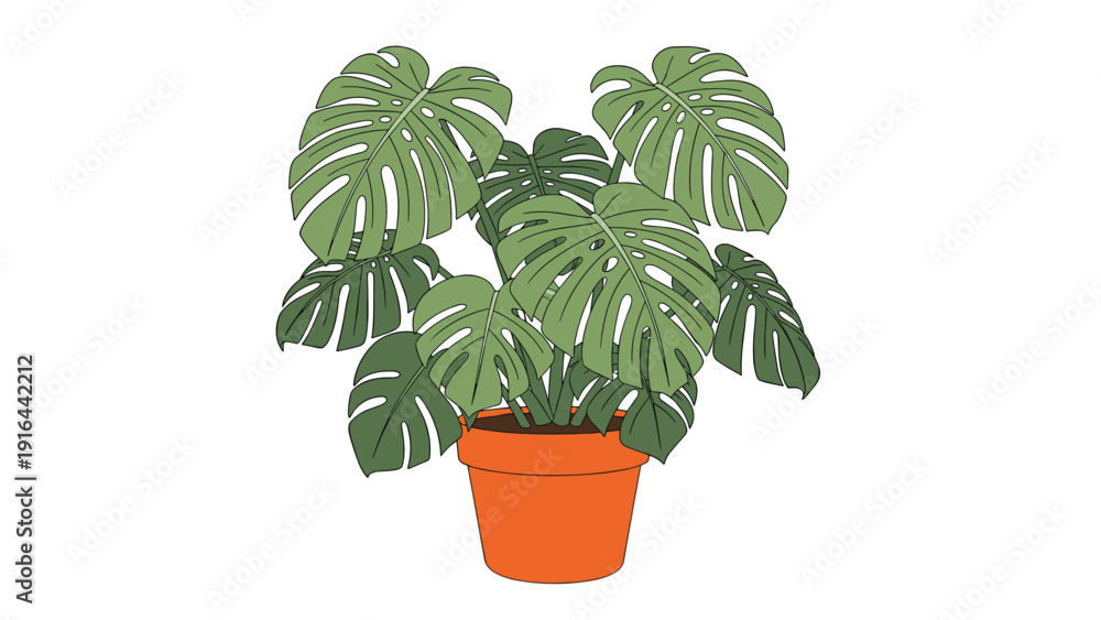 Fototapeta premium Beautiful monstera deliciosa houseplant with large green split leaves grows in a classic terracotta clay pot, isolated on a clean white background.