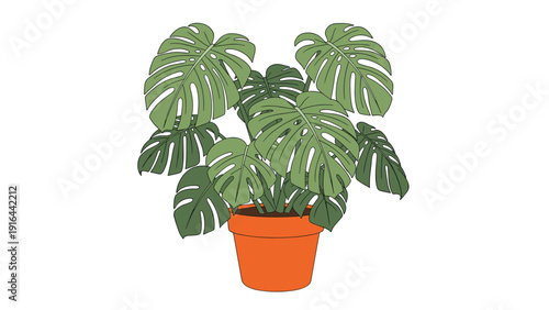 Beautiful monstera deliciosa houseplant with large green split leaves grows in a classic terracotta clay pot, isolated on a clean white background.