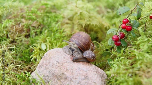 Forest macro of an adult snail carrying a small snail while moving on a gray stone near red berries. The adult pivots, lifts tentacles, and inches forward as the juvenile follows closely.