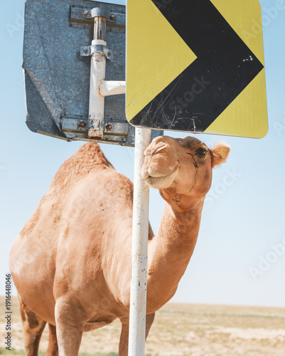 View of a camel standing next to a yellow and black road sign under a clear blue sky, a unique blend of desert and road, Shetpe, Mangystau Region, Kazakhstan.