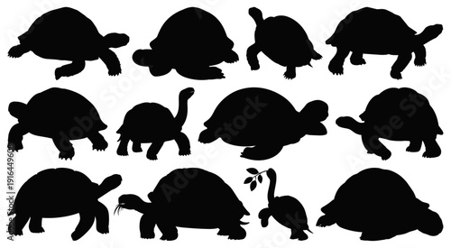 Tortoise and Turtle Silhouettes Collection in Various Walking Poses Isolated on Transparent Background