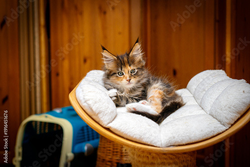 Katzen Baby Maine Coon