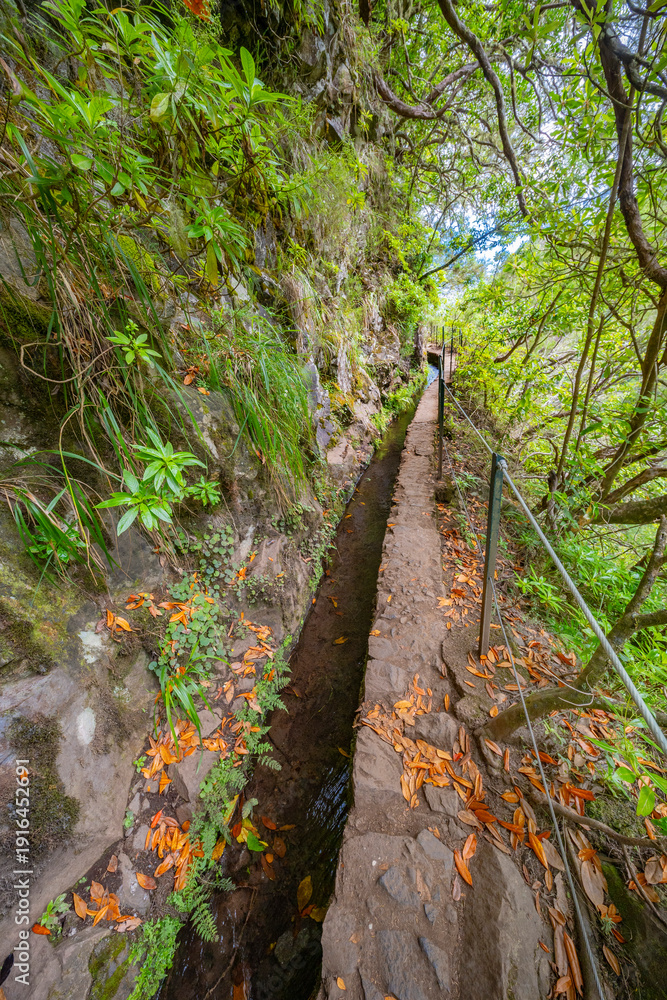 Obraz premium Levada do Caldeirao Verde, Parque Forestal Das Queimadas, Madeira, Portugal, Europe