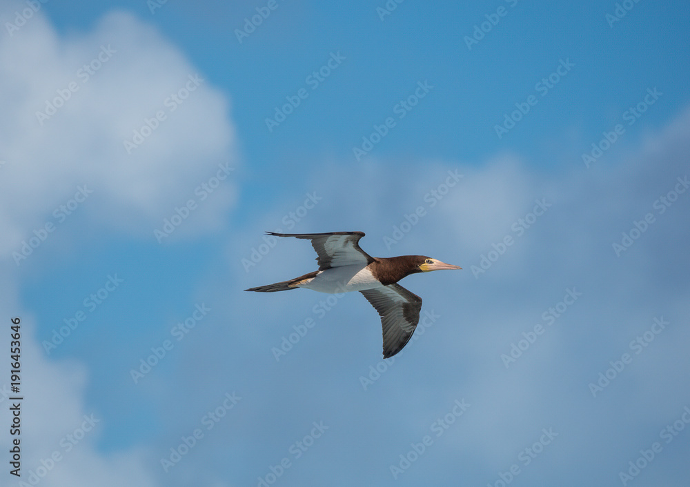 Obraz premium Male brown booby (Sula leucogaster) in flight over the waters of the Atlantic ocean near Tortola, British Virgin Islands