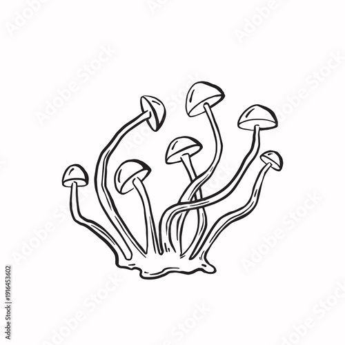 Honey agaric mushrooms line sketch monochrome vector