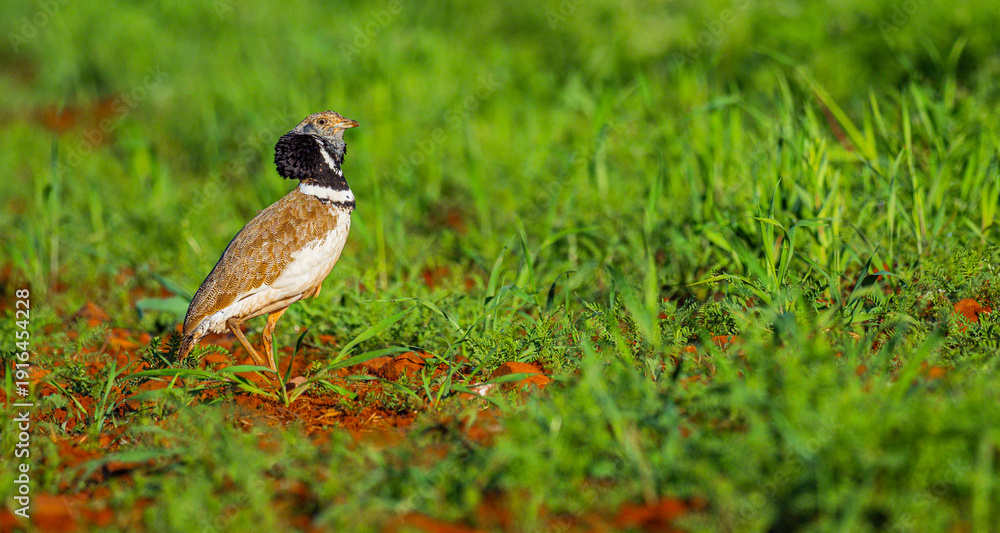Fototapeta premium Little Bustard, Bustard, Tetrax tetrax, Mediterranean Forest, Castilla La Mancha, Spain, Europe