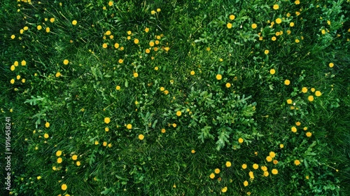 Overhead view of lush green grass speckled with vibrant yellow wildflowers