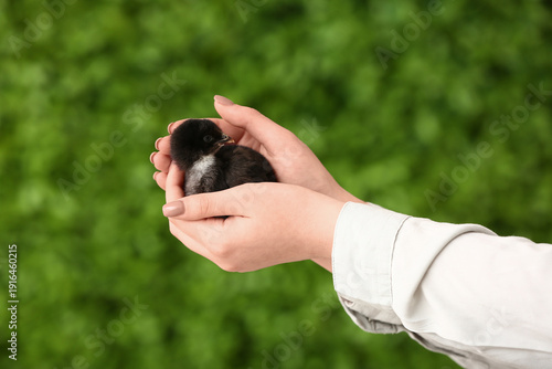 Female hands holding cute b...