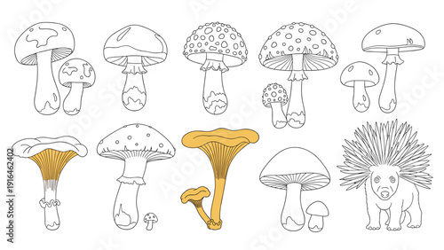 Set of hand drawn mushroom sketches featuring various species and a cute porcupine character for a whimsical forest and nature theme.