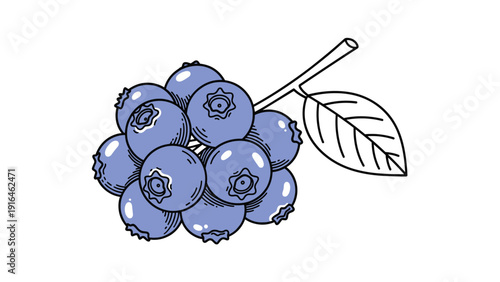 Detailed illustration of a cluster of ripe blue blueberries on a stem with a single green leaf for healthy food and berry themes.