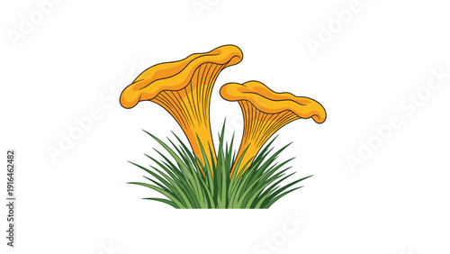 Colorful illustration of two orange chanterelle mushrooms growing in a patch of green grass for forest and foraging themed designs.