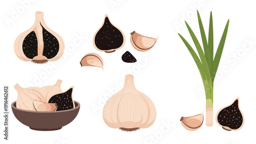 Set of detailed color illustrations showing whole garlic bulbs, cloves, black garlic, and a fresh green spring onion for culinary and health use.