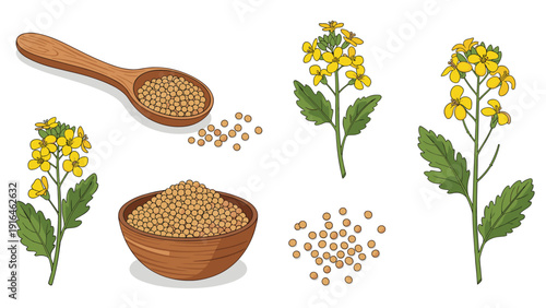 Detailed color illustration set showing yellow mustard flowers, a wooden spoon with seeds, a bowl of seeds, and loose seeds for cooking.