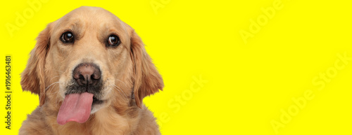 Goofy golden retriever dog sticking out tongue