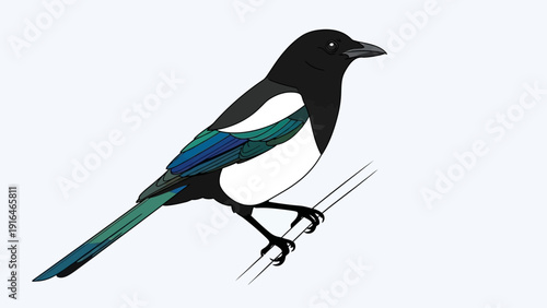 Illustration of a magpie bird perched on a wire against a light background.