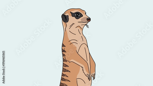Meerkat standing upright against a light blue background.