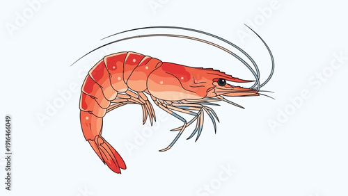 Detailed illustration of a red shrimp isolated on a white background.