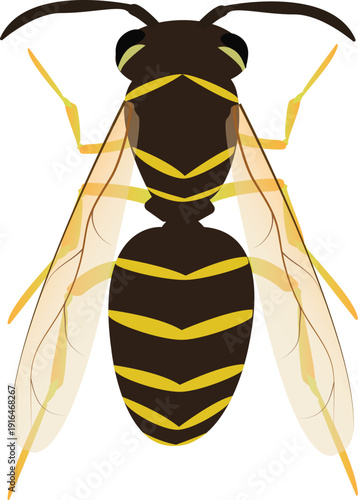 A clean vector illustration of a hornet featuring sharp lines and bold colors, ideal for logos, educational materials, and warning graphics.