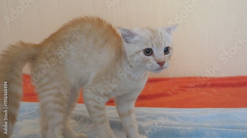 Beautiful aggressive red cat getting ready to attack. Playful domestic animal shows instinct for self-preservation. Slow motion Close up