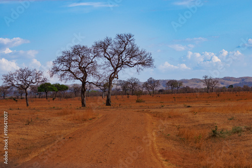 Obraz na plátně African savanna landscape with dirt road